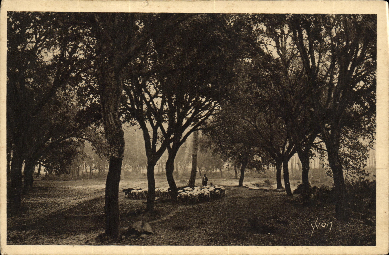 Les Chênes-lièges — Les Landes de Gascogne — Édition d'Art YVON, Paris