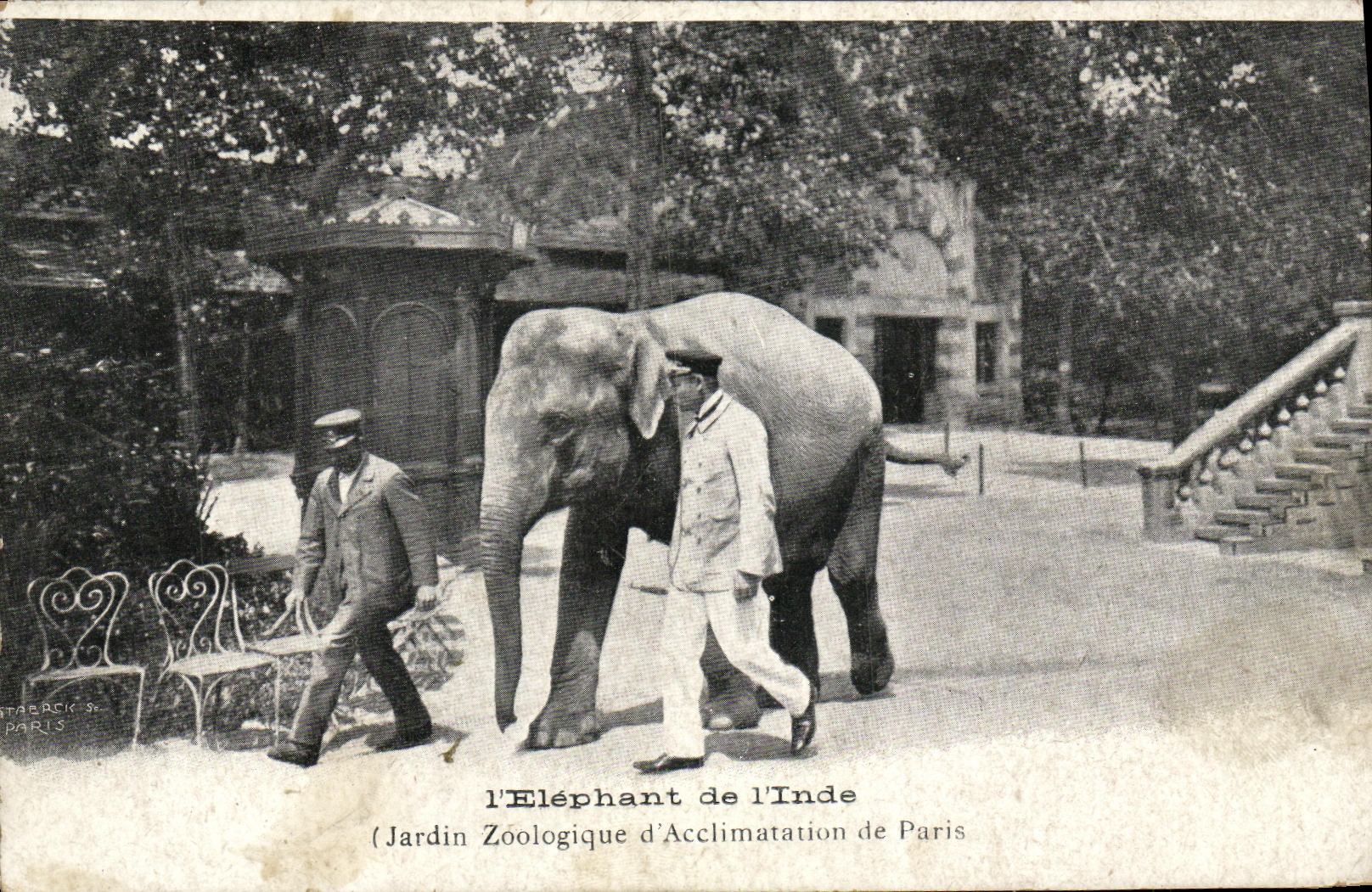 CPA Elephant de l Inde Jardin Zoologique d Acclimatation de Paris Zoo