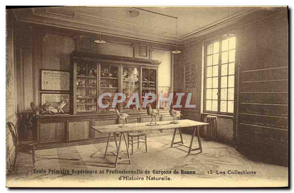 CPA Ecole Primaire Superieure et Professionnelle de Garcons de Rouen Les collections d Histoire naturelle Renard oiseau
