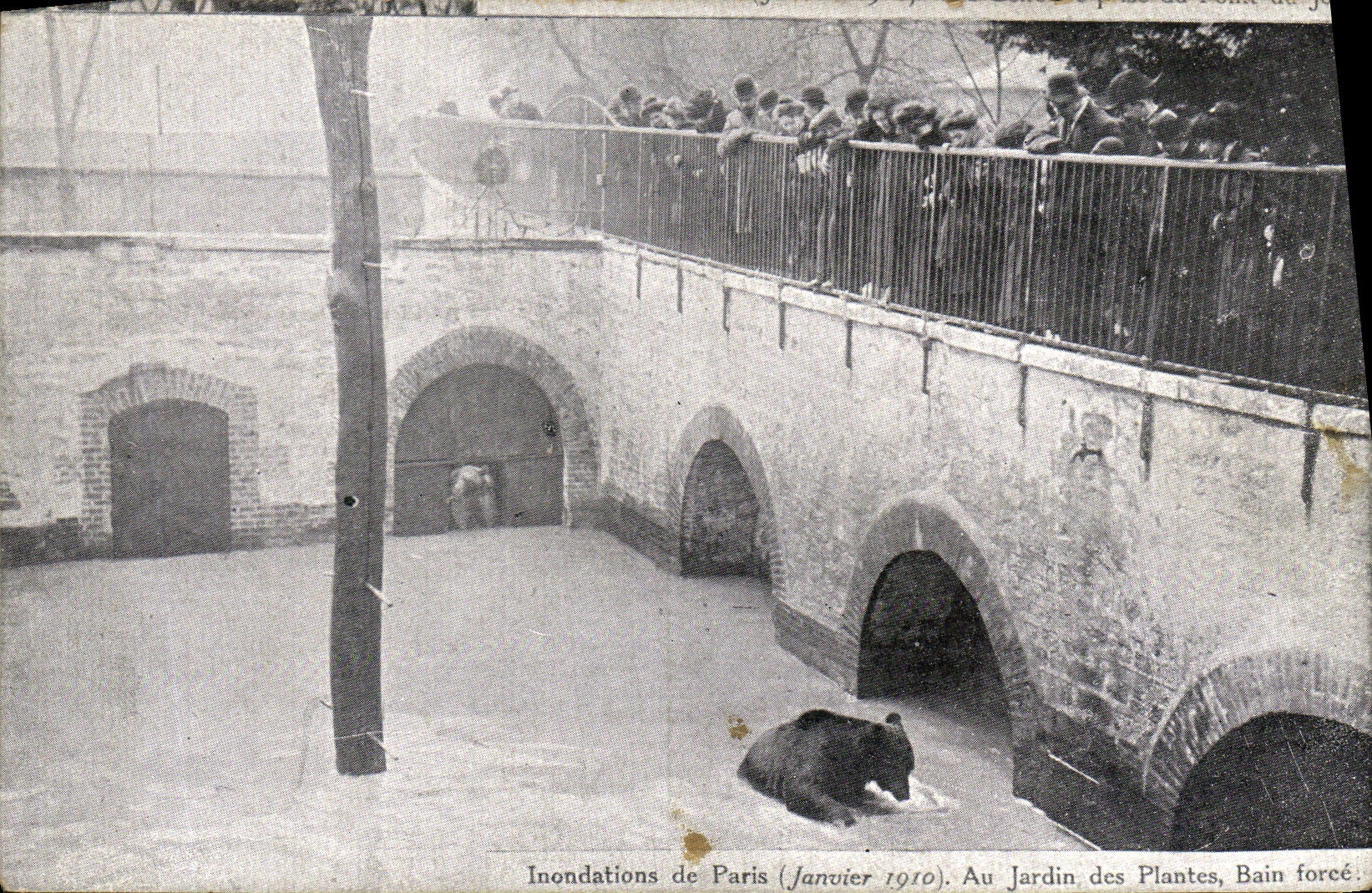 CPA Paris Inondations de 1910 Au jardin des plantes Bain force Ours