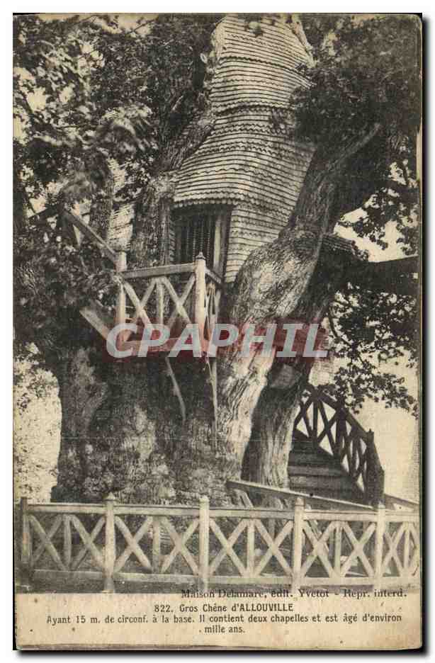 CPA Allouville Gros Chene Arbre