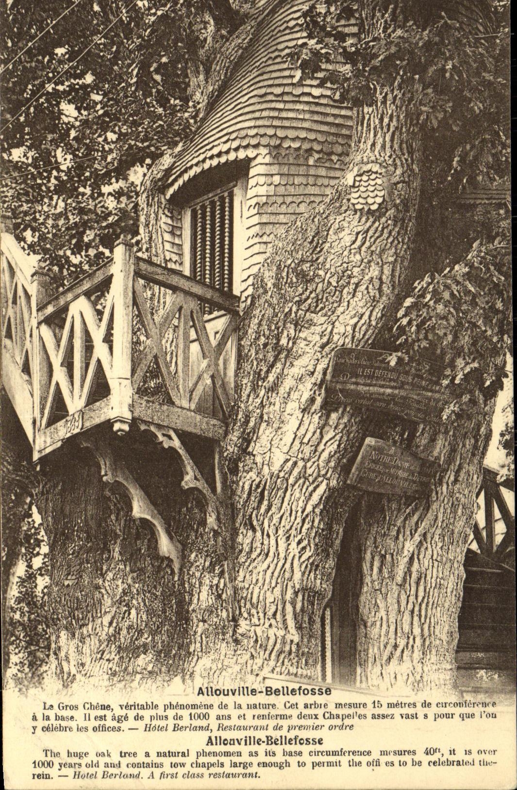 CPA Allouville Bellefosse La gros chene Arbre