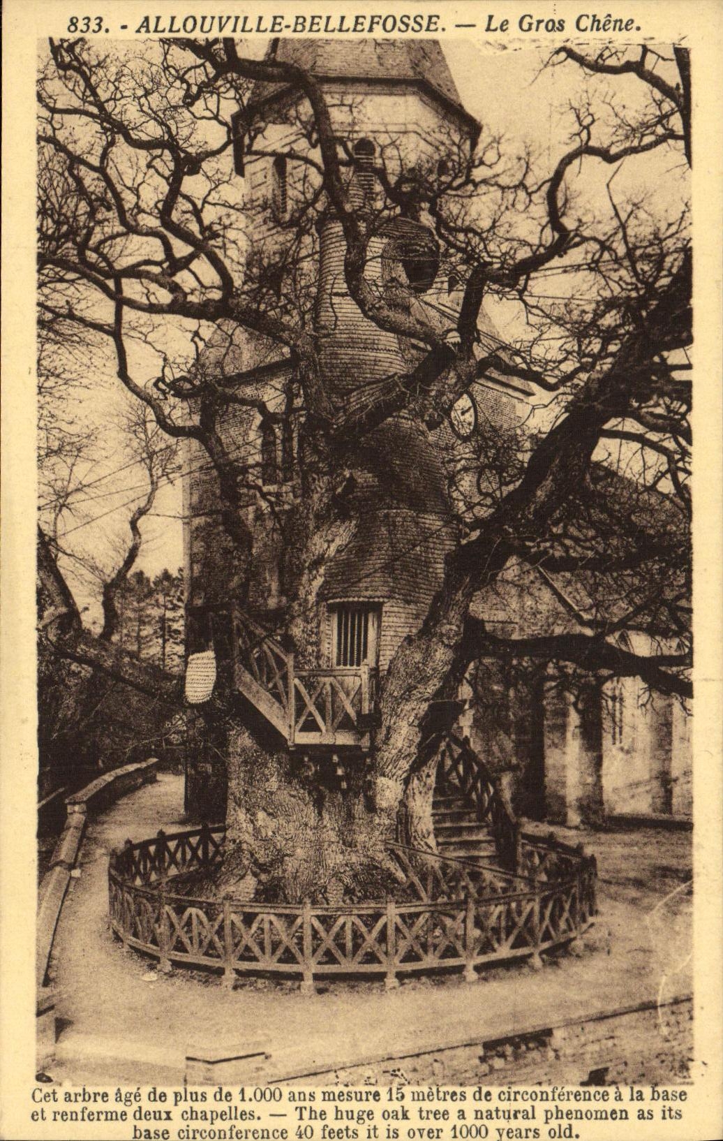 CPA Allouville Bellefosse Le Gros Chene Arbre