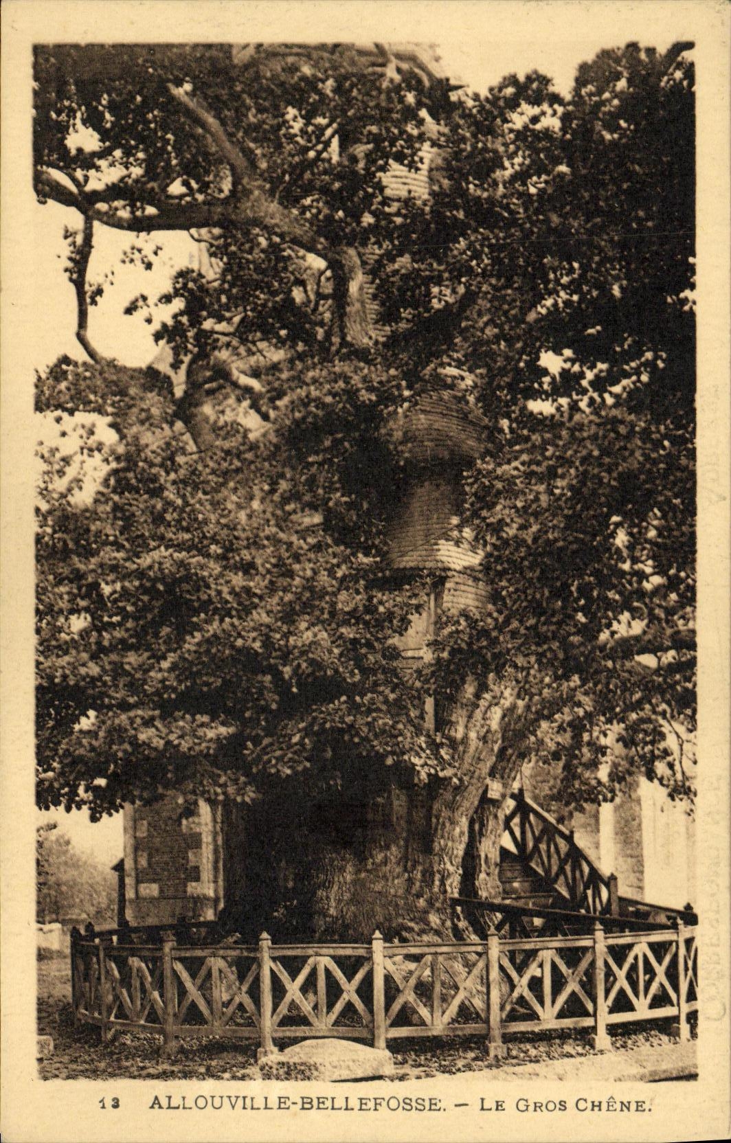 CPA Allouville Bellefosse Le Gros Chene Arbre