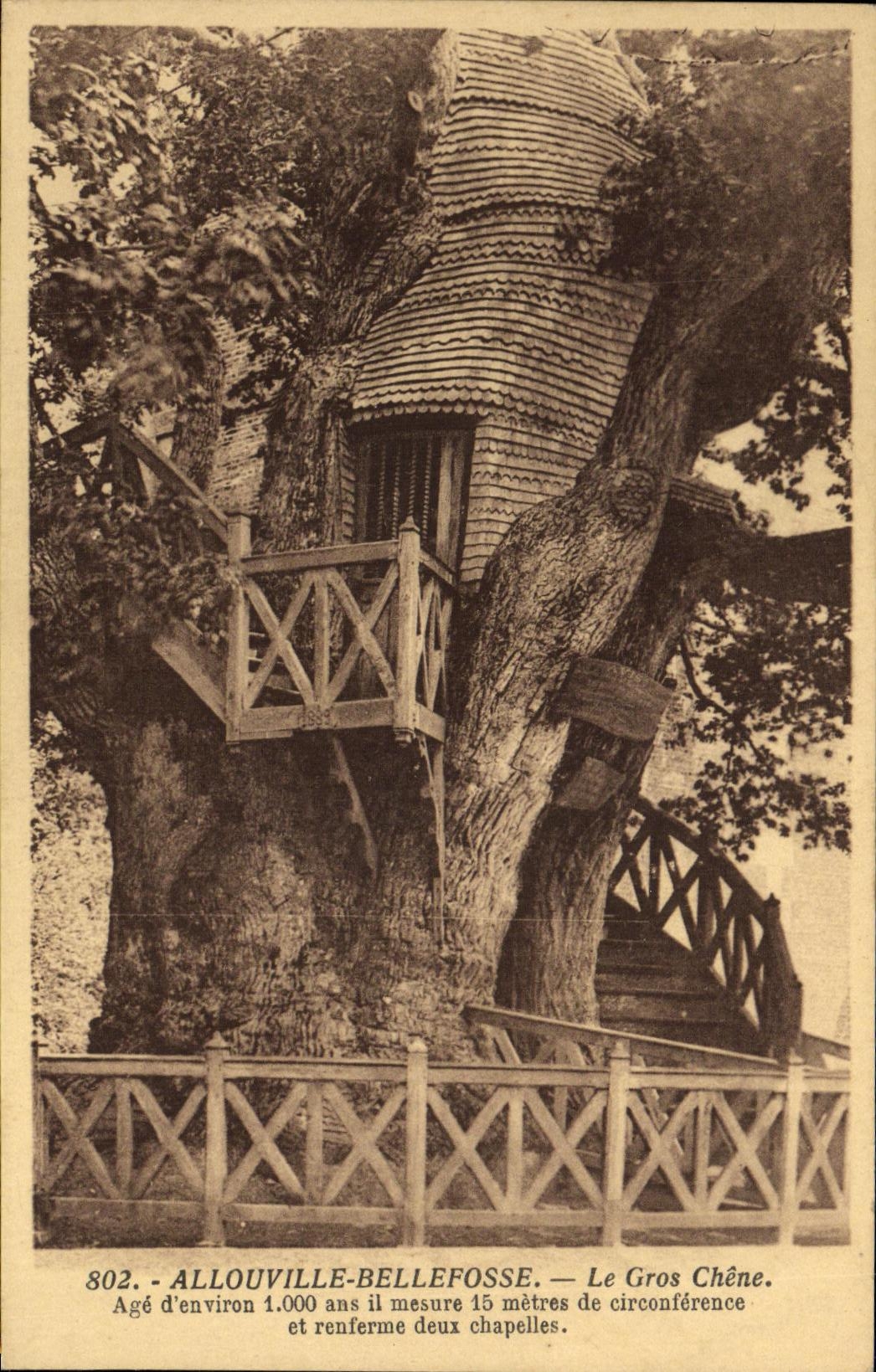 CPA Allouville Bellefosse Le Gros Chene Arbre