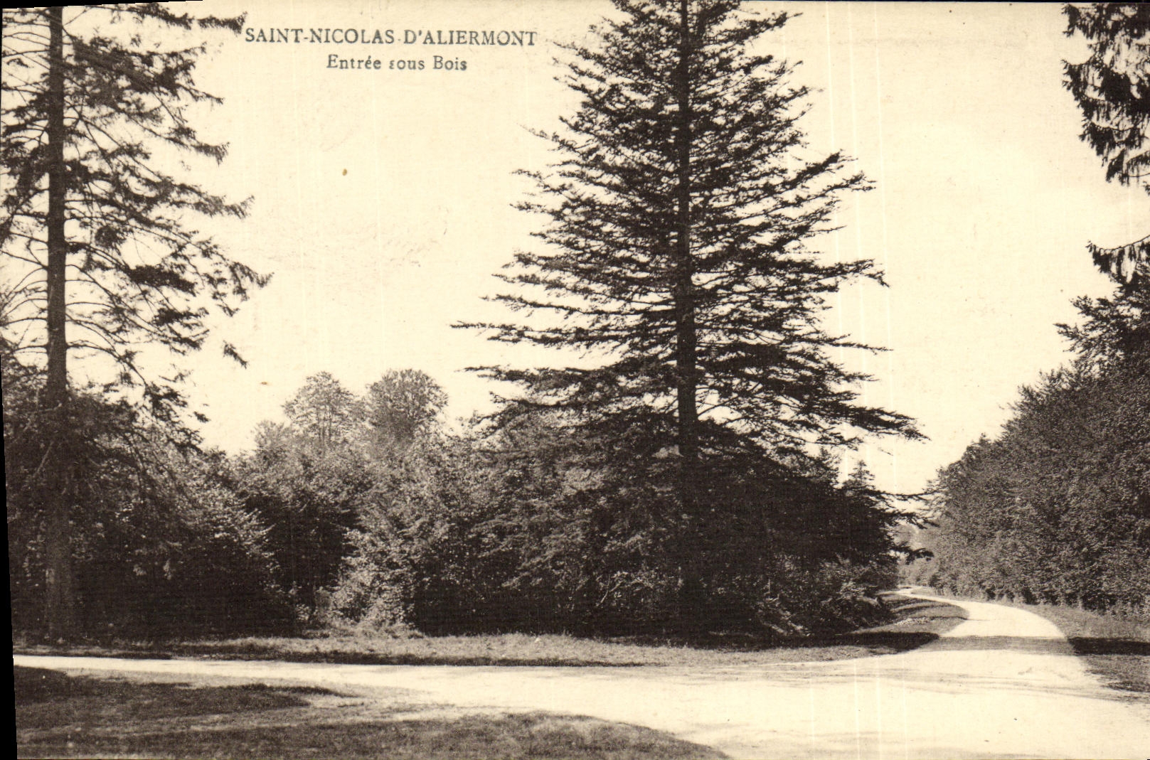 CPA Saint Nicolas D Aliermont Entree sous bois
