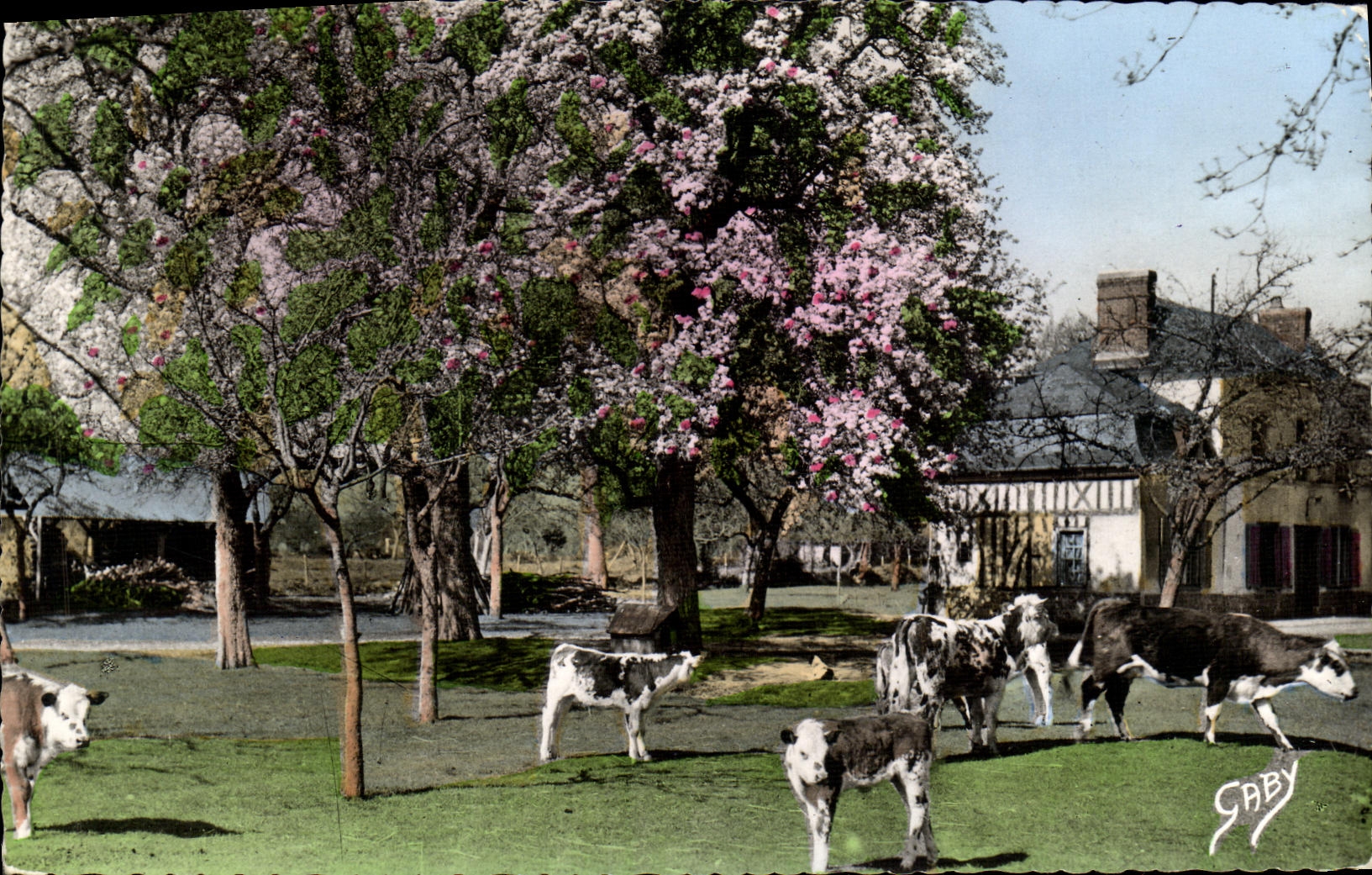 CPA La Normandie Pommiers en Fleurs et Poiriers Vaches