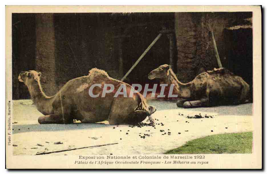 CPA Exposition Nationale et Coloniale de Marseille Les meharis au repos Chameaux