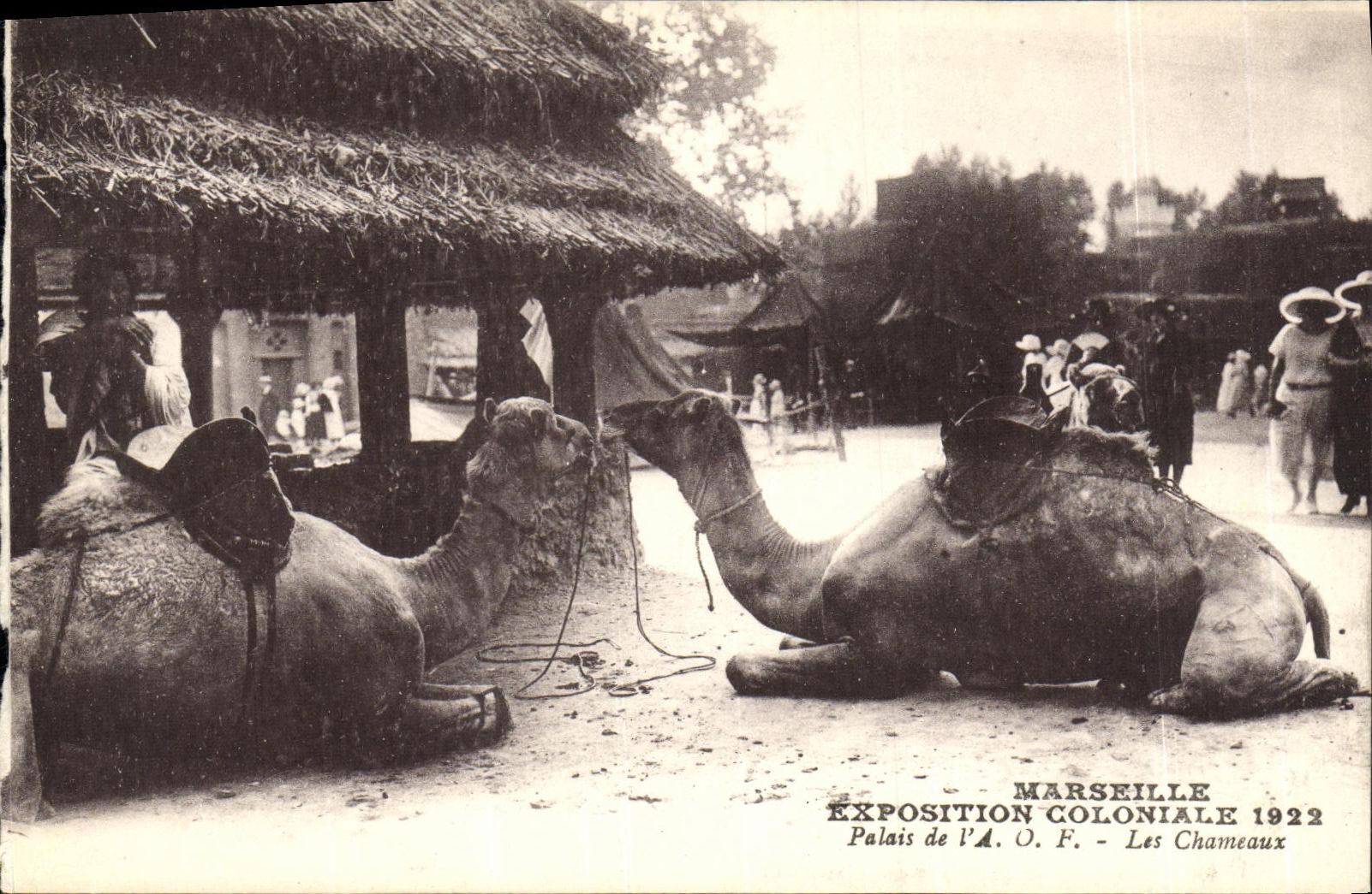 CPA Marseille Exposition Coloniale Palais de l A O F Les Chameaux