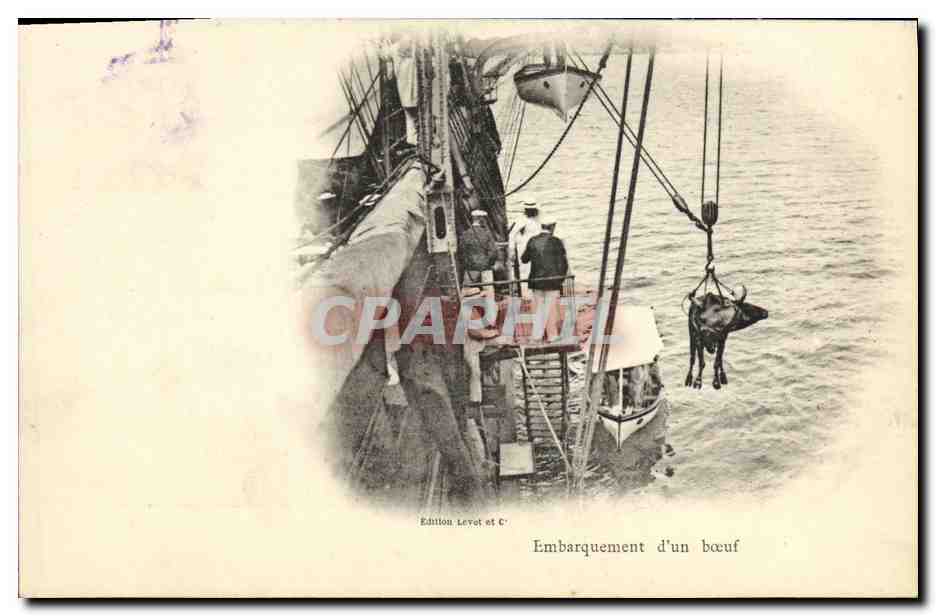 CPA Bateau Embarquement d un boeuf 