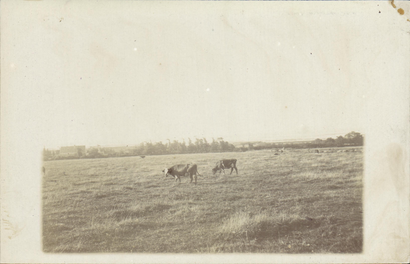 CARTE PHOTO Paysage pres Grandcamp Vaches