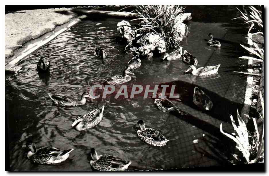 Jardin Public — Les Canards — Éditions GABY