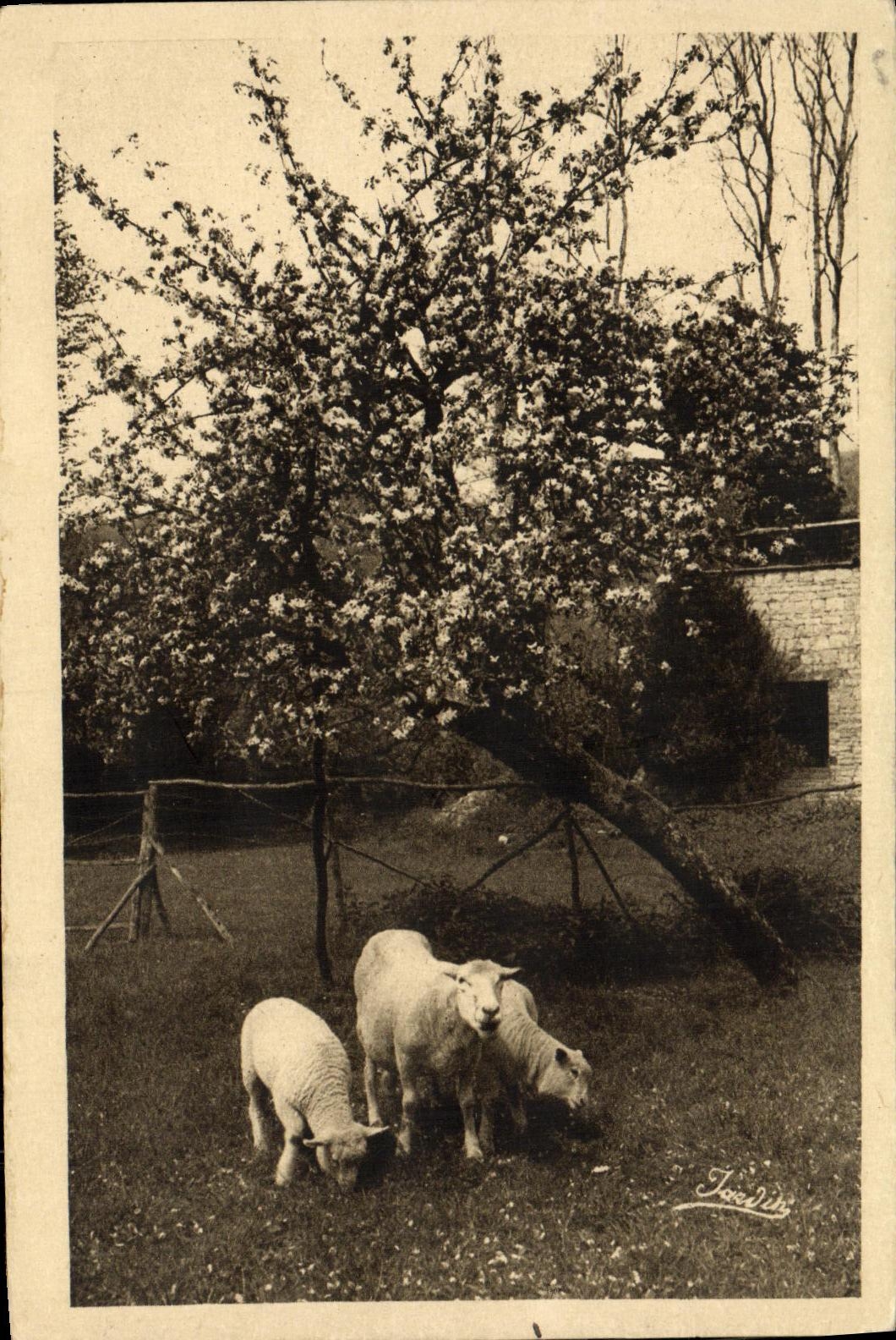 Clécy (Calvados) — Les pommiers en fleurs — Édit d'Art E. Daun