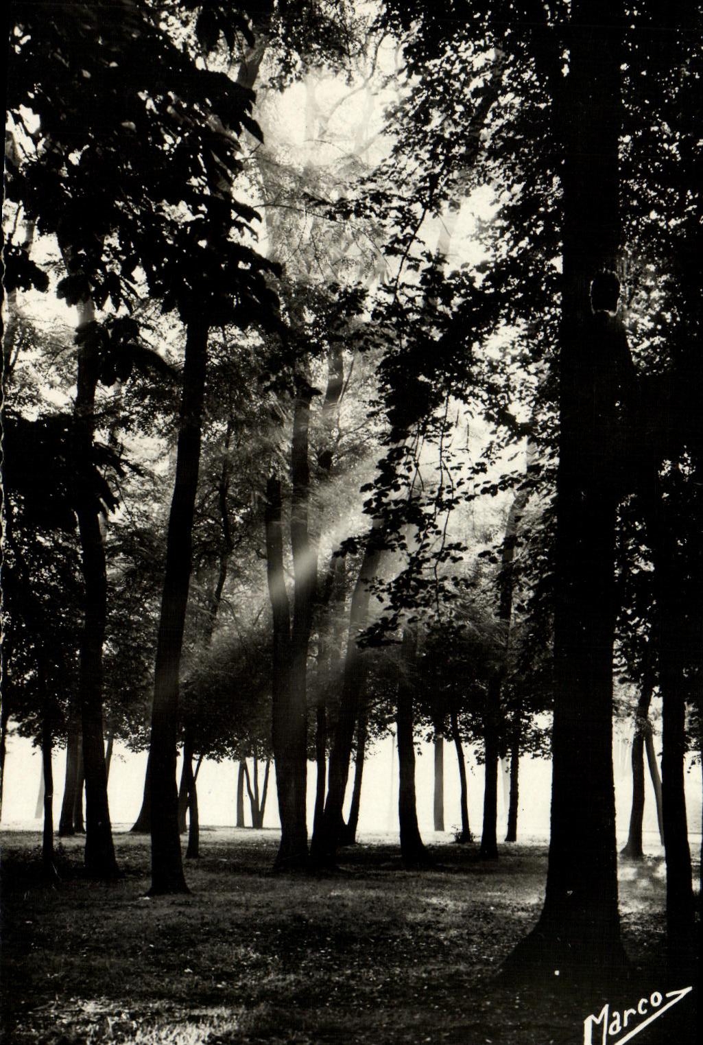 Forêt — rayons de soleil traversant les arbres — Marco