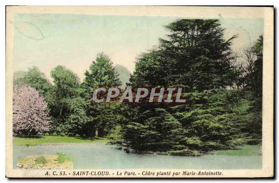 CPA Parc de Saint Cloud Cedre Plante Par Marie Antoinette