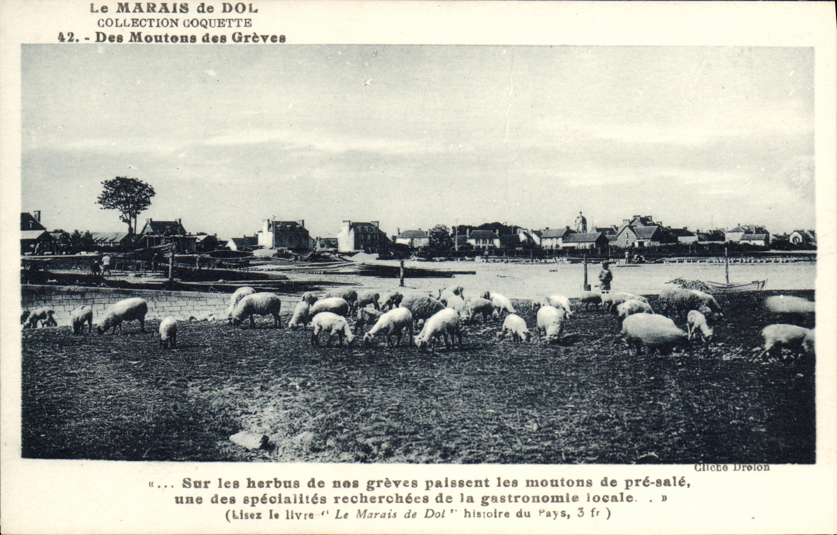 Le MARAIS de DOL — Des Moutons des Grèves — Collection Coquette, n°42, cliché Drolon