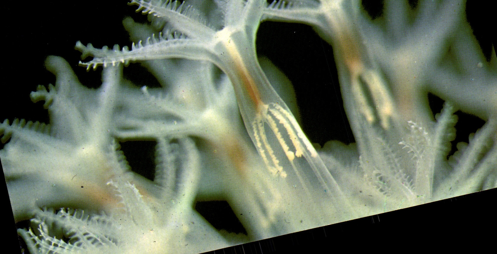 Véretille — polypes fortement grossis — AquariuM de Saint-Malo n° 6, Photo Marcel Sester