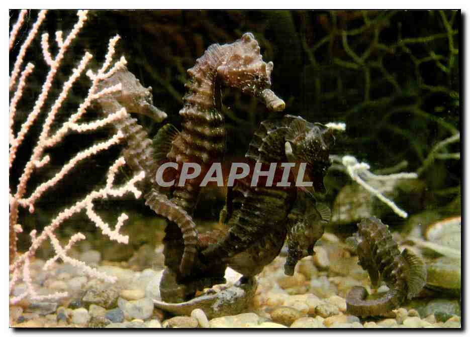 Aquarium de Saint-Malo — Hippocampe et Gorgones — Photo Marcel Sester