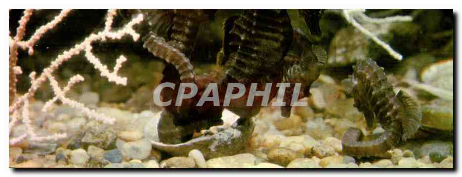 Hippocampe et Gorgones — Aquarium de Saint-Malo — n°9
