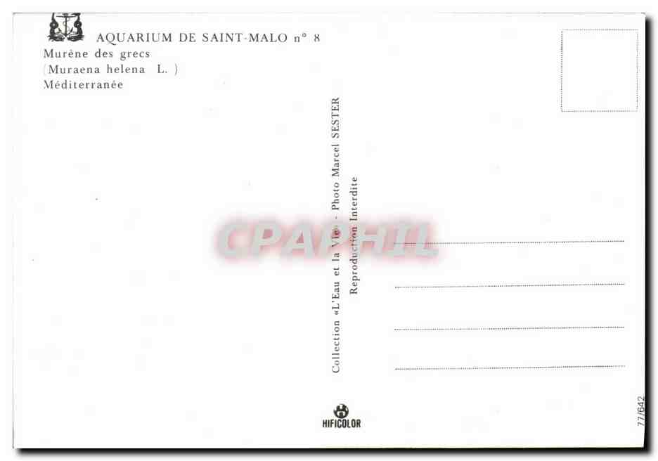 Murène des grecs — Aquariu de Saint-Malo n°8 — Photo Marcel Sester — Reverso