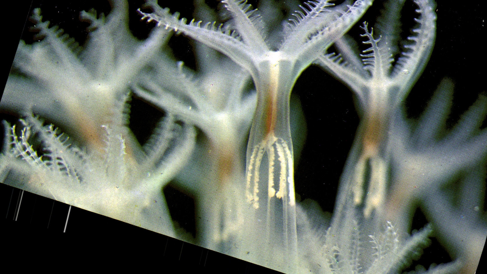 Vérétille — (Veretillum cynomorium Cuv.) — AquariuM de Saint-Malo n°6