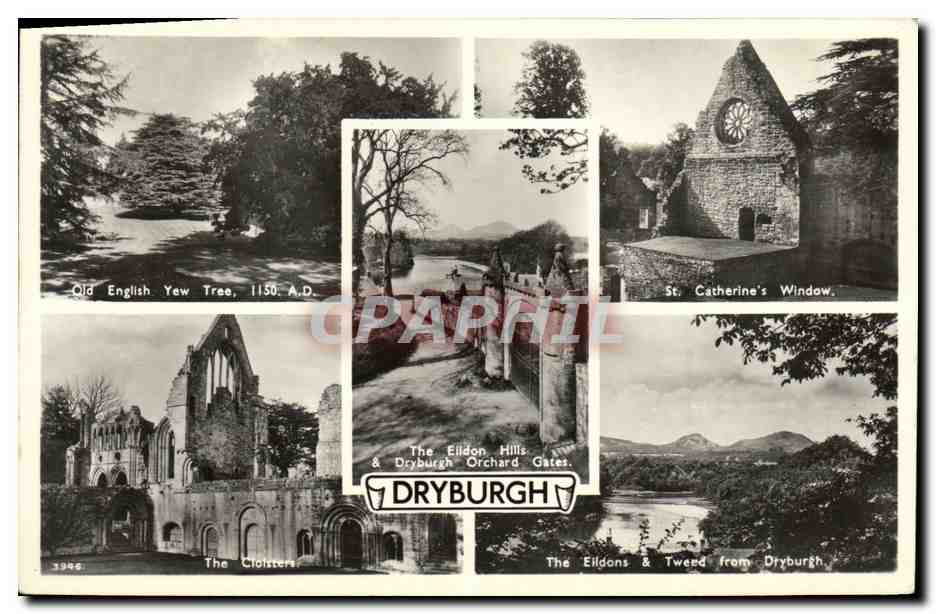 CPA Dryburgh The cloisters Olf English Yew Tree 