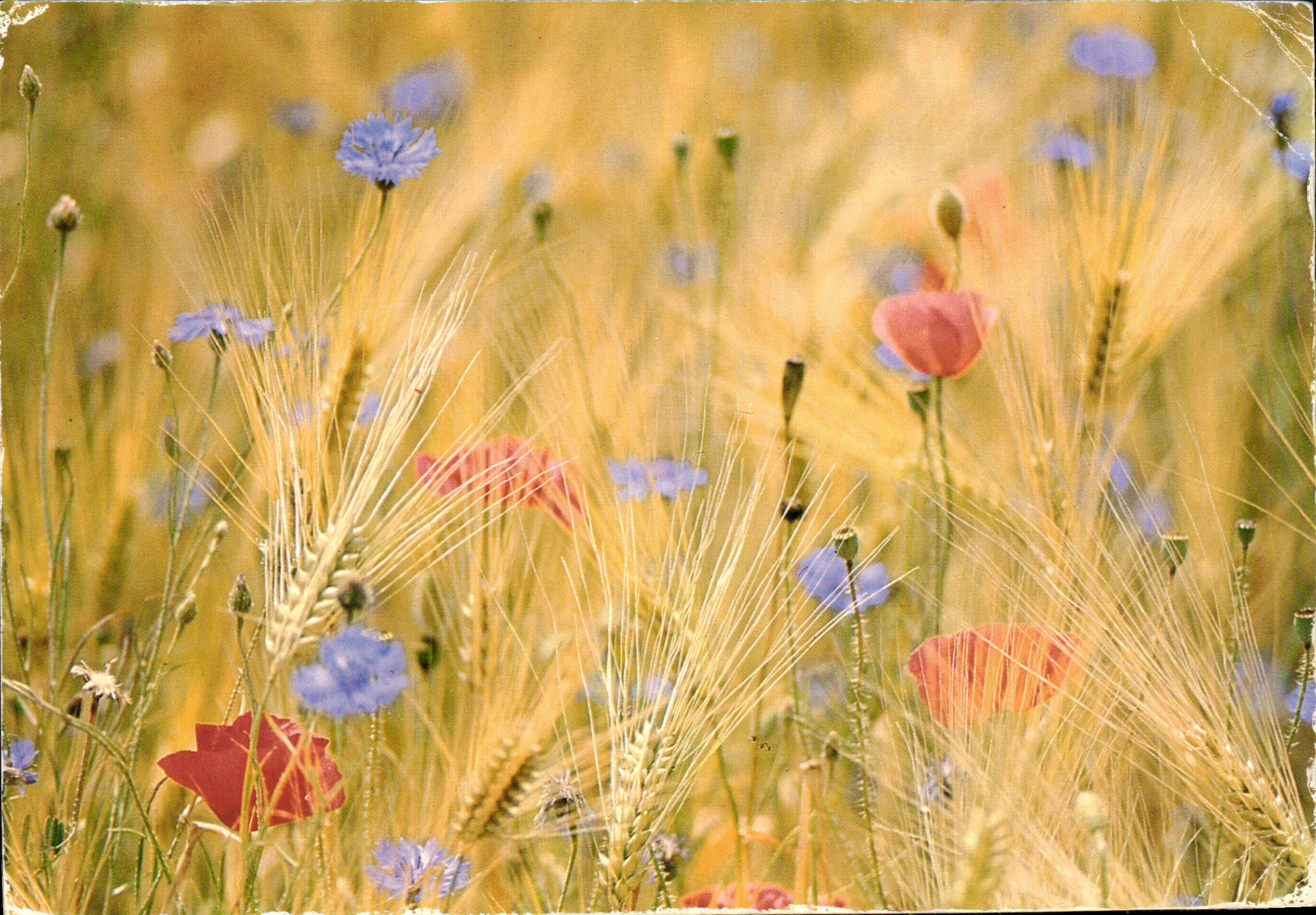 CPM Plantes et fleurs sauvages de Robert Tixador 