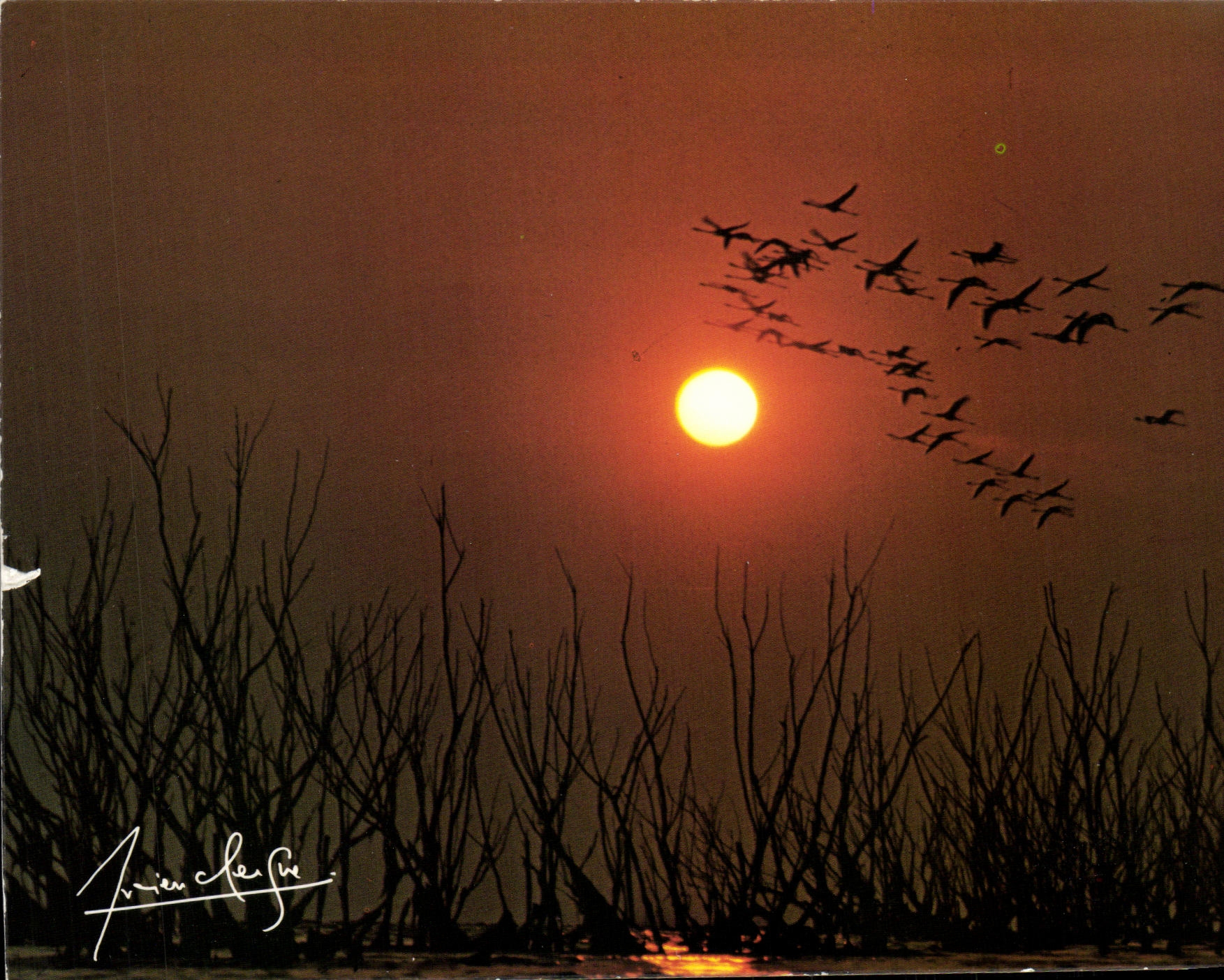 CPM Passage de flamands avant le coucher de soleil
