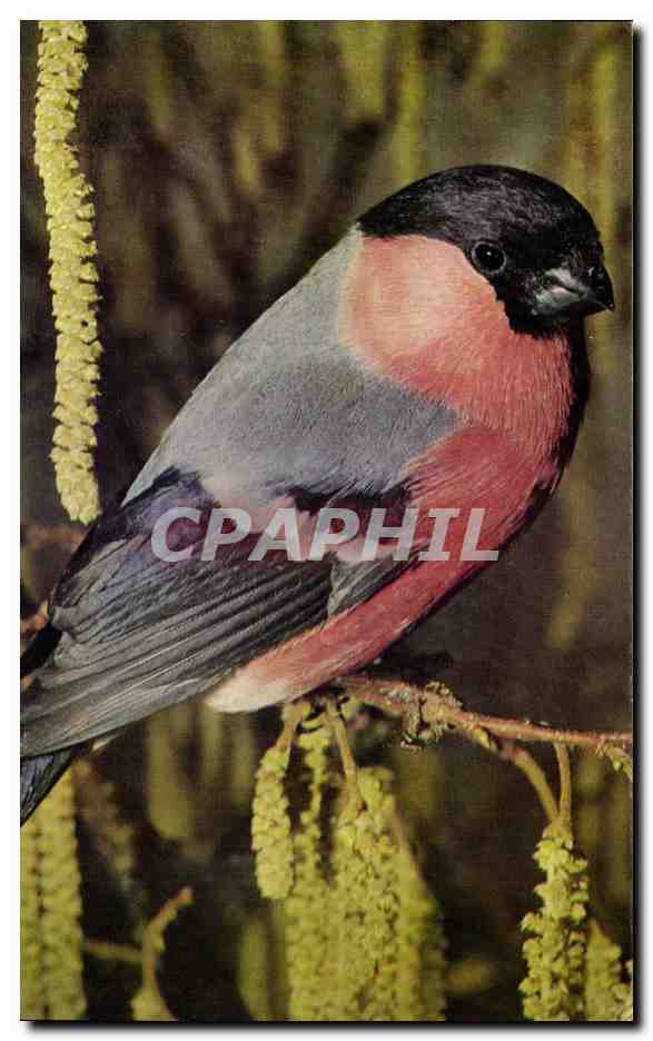 CPM Comite National L Enfance Paris Bouvreuil oiseau