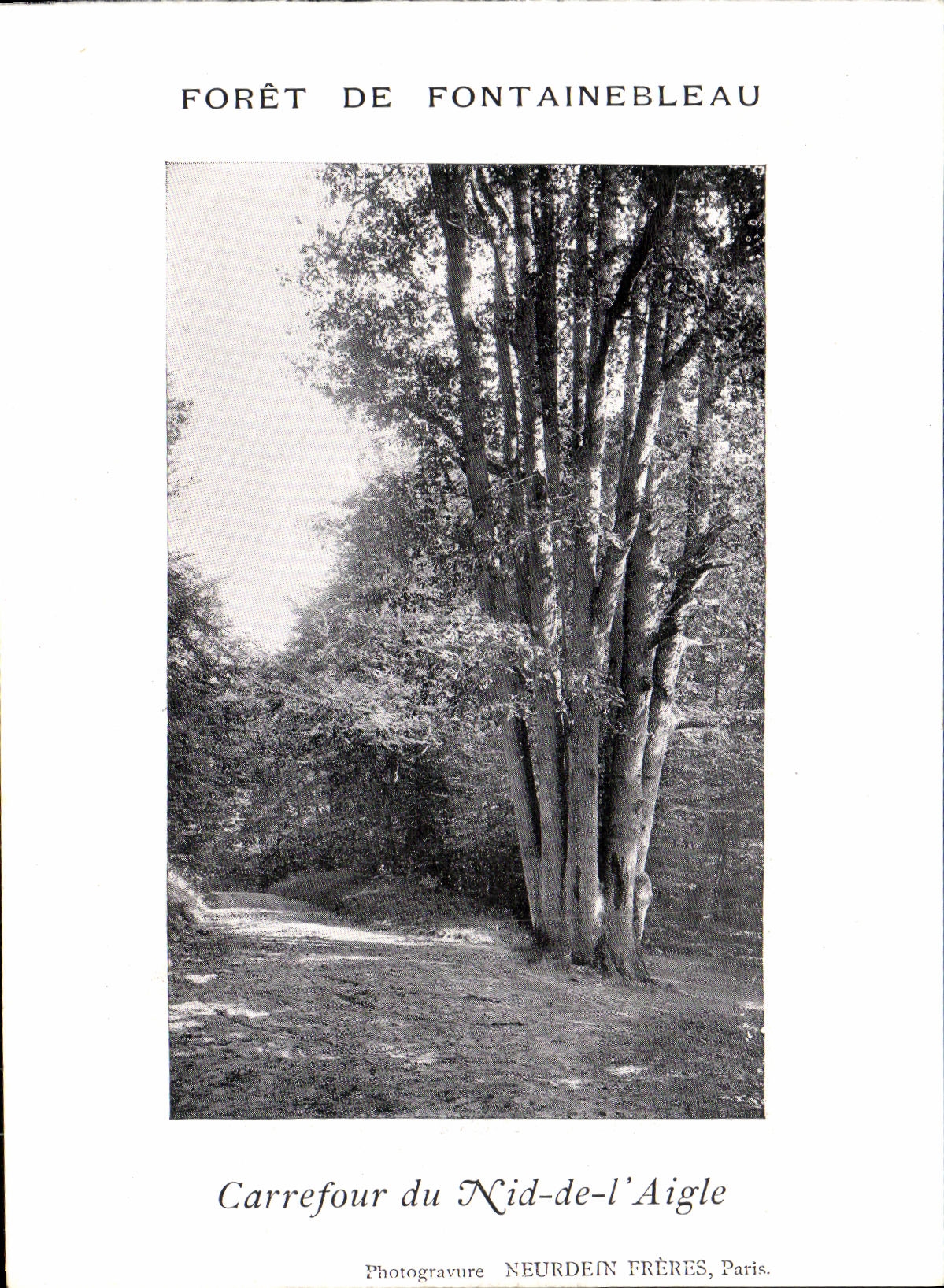 Foresta di Fontainebleau — Carrefour du Nid-de-l'Aigle — Neurdein Frères, Paris