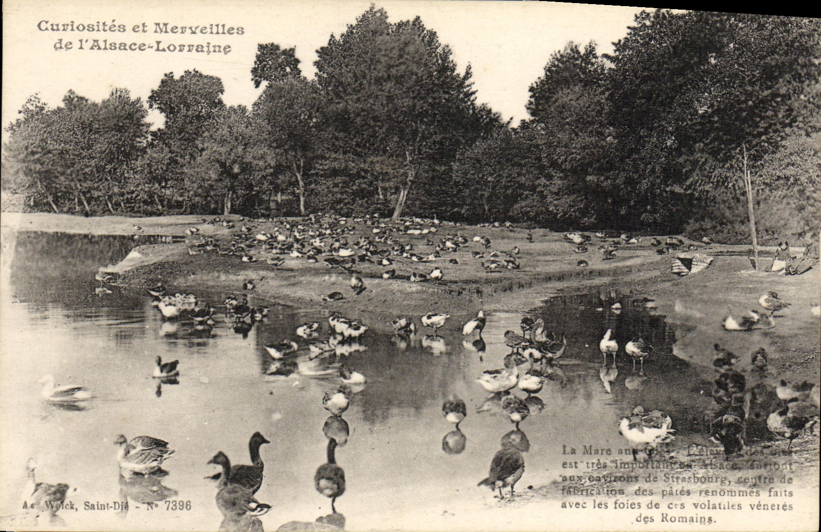La Mare aux Oies — Élevage des oies à Strasbourg — A. Woick, Saint-Dié - N° 7396