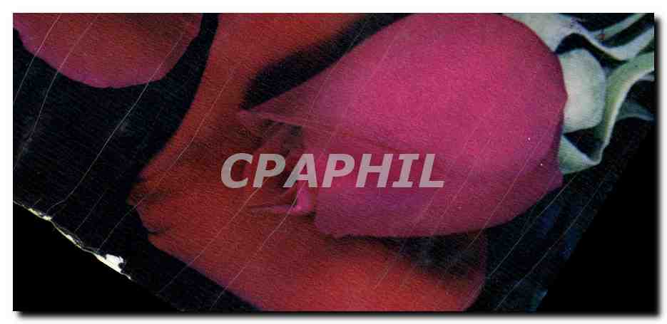 CPA Rose Fleur