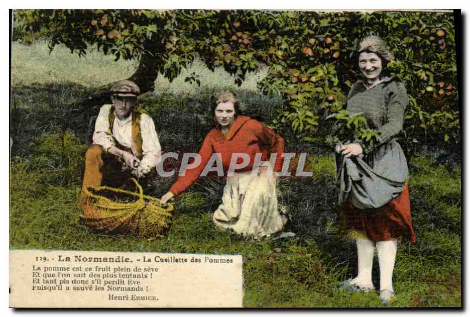 CPA La Normandie La Cueillette des Pommes Folklore Femmes