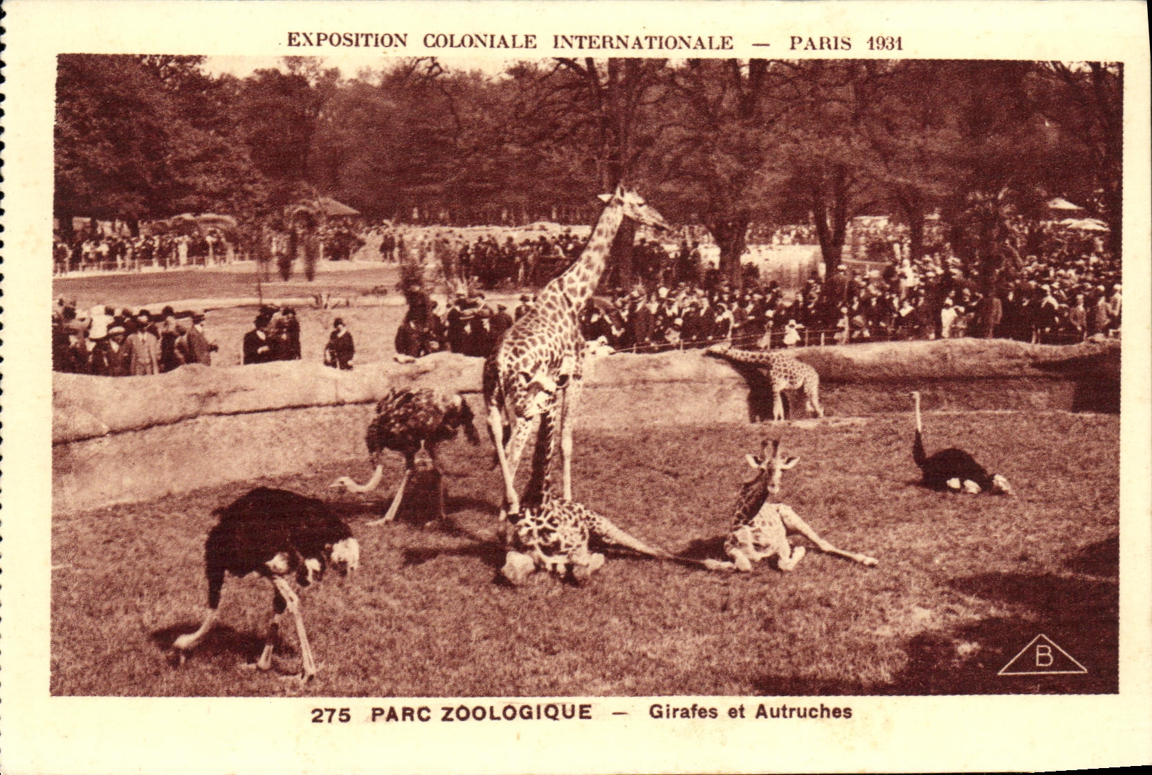 CPA Exposition Coloniale Internationale Paris Parc Zoologique Girafes et Autruches Zoo