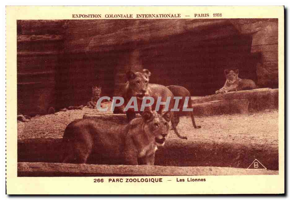 CPA Exposition Coloniale Internationale Paris Parc Zoologique Les Lionnes Lions