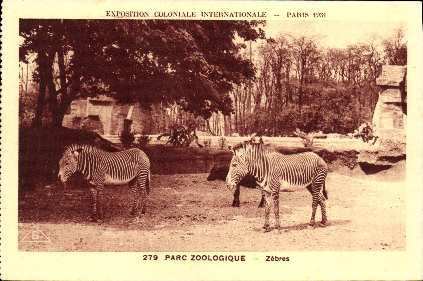 CPA Exposition Coloniale Internationale Paris Parc Zoologique Zebres