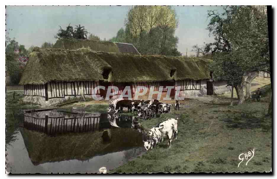 CPM La Normande Cour de Ferme Vaches