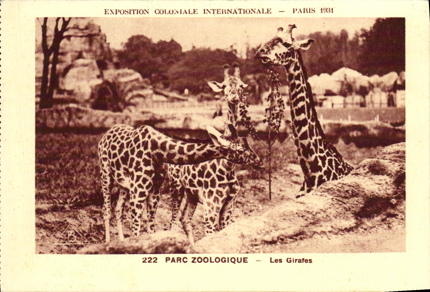 CPA Exposition Coloniale Internationale Paris 1931 Parc Zoologique Les Girafes 