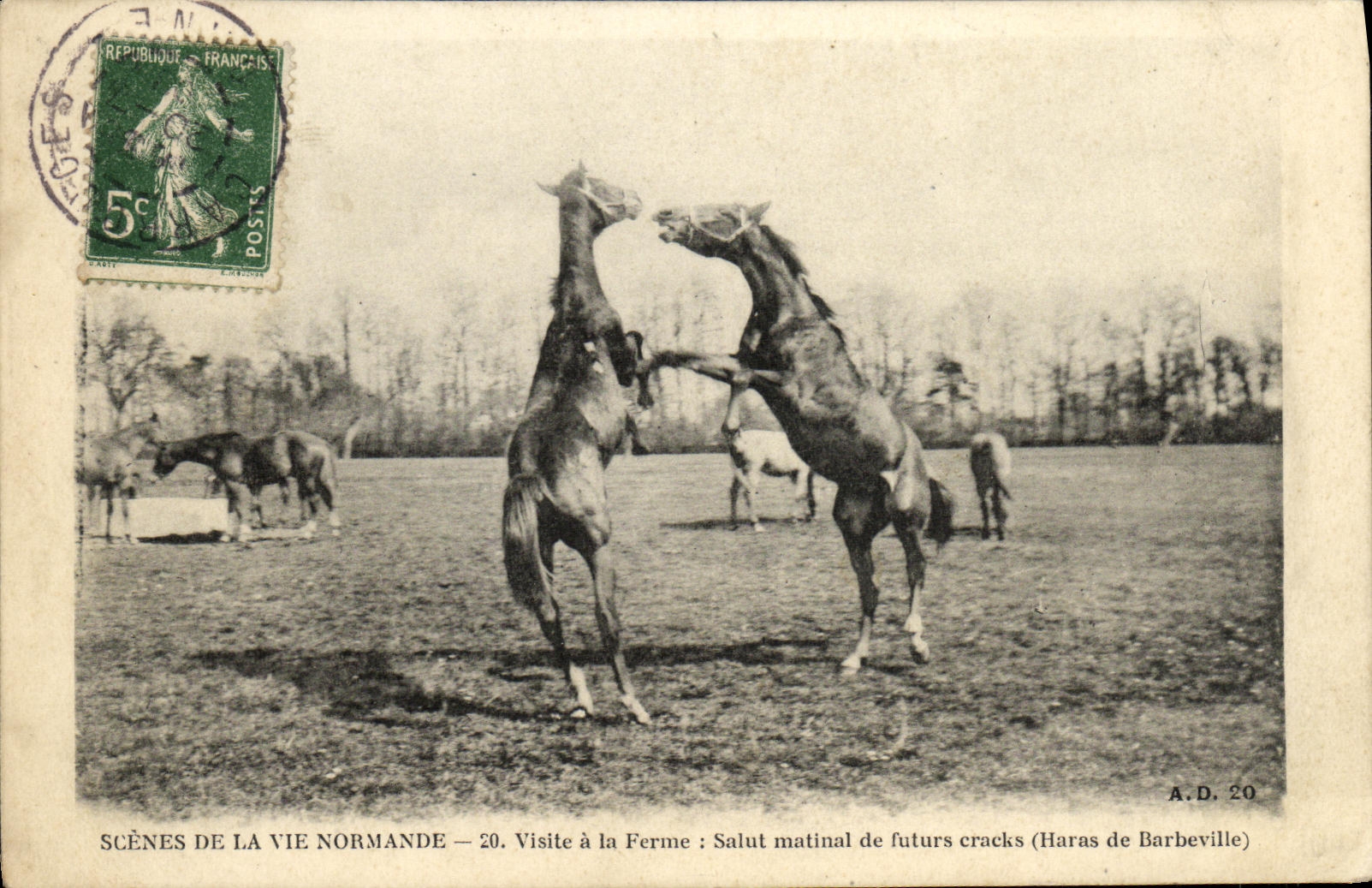 CPA Scenes de la Vie Normandie Visite a la Ferme Salut matinal de futurs cracks Haras de Barbeville Chevaux 