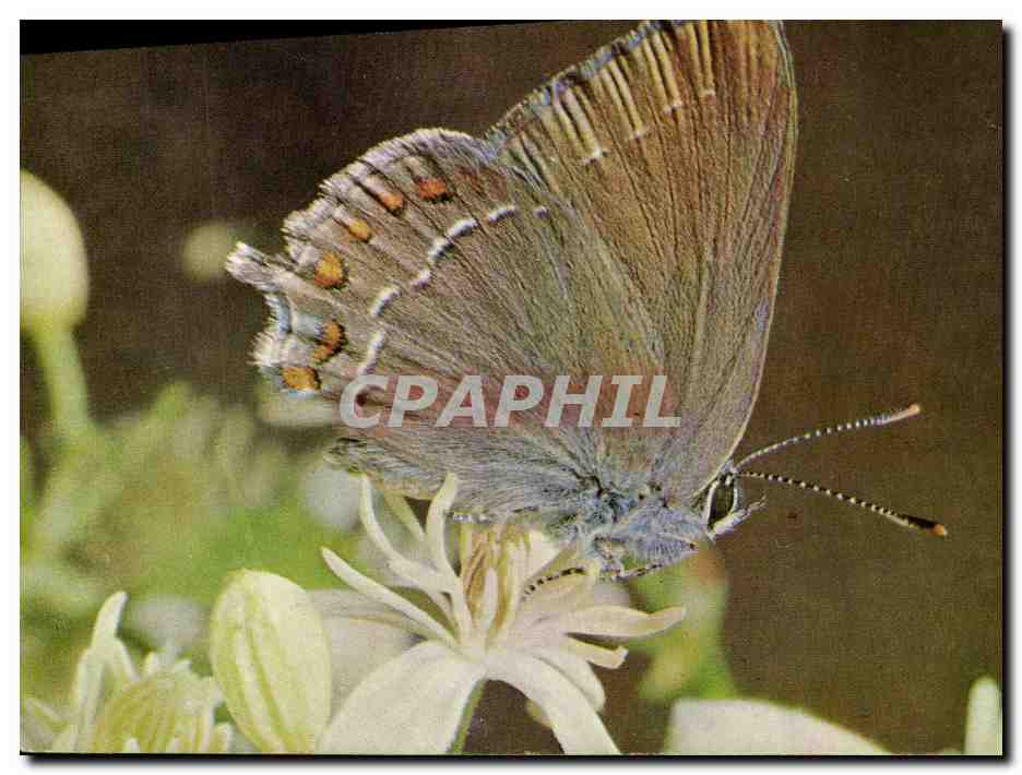 CPM Papillon Strymon Ilicis Petit porte queue de la famille des Lycaenidae