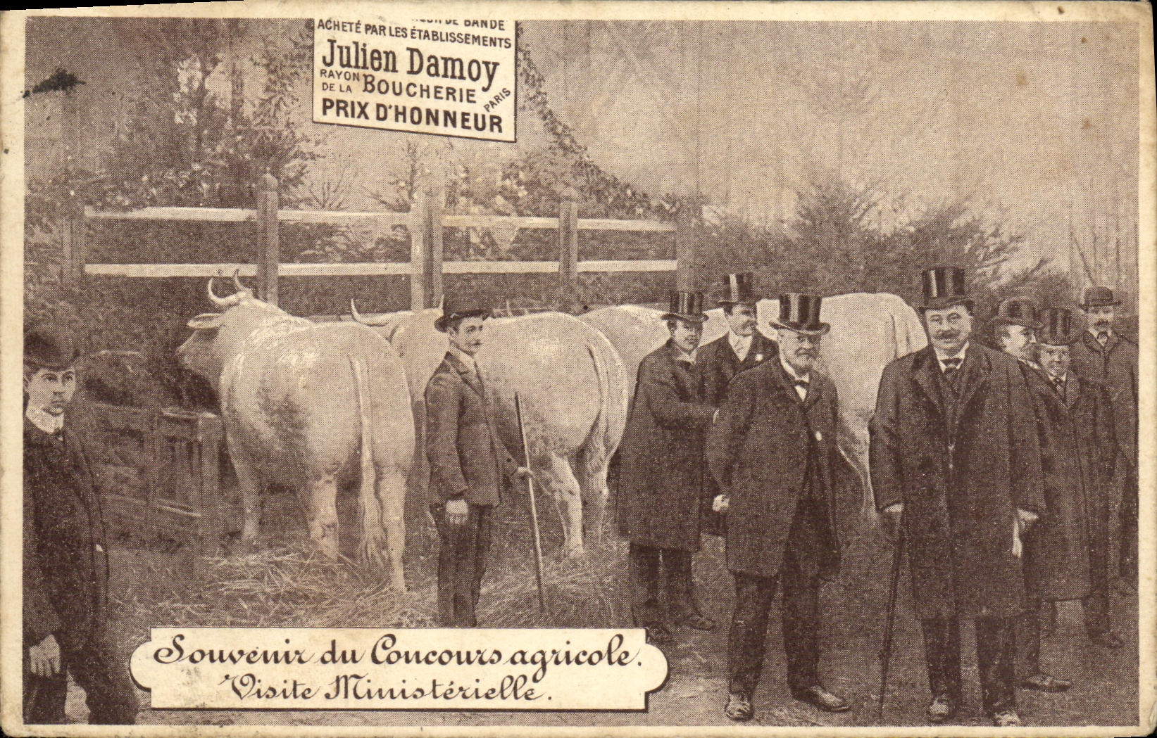 CPA Souvenir du concours agricole Juien Damoy Boeufs Boucherie