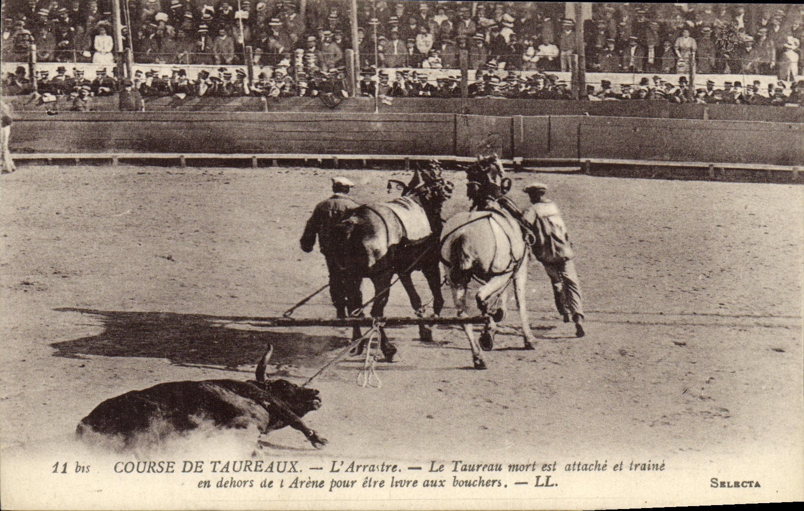 Course de taureaux — L'Arrastre — Le taureau mort est attaché et traîné — Selecta