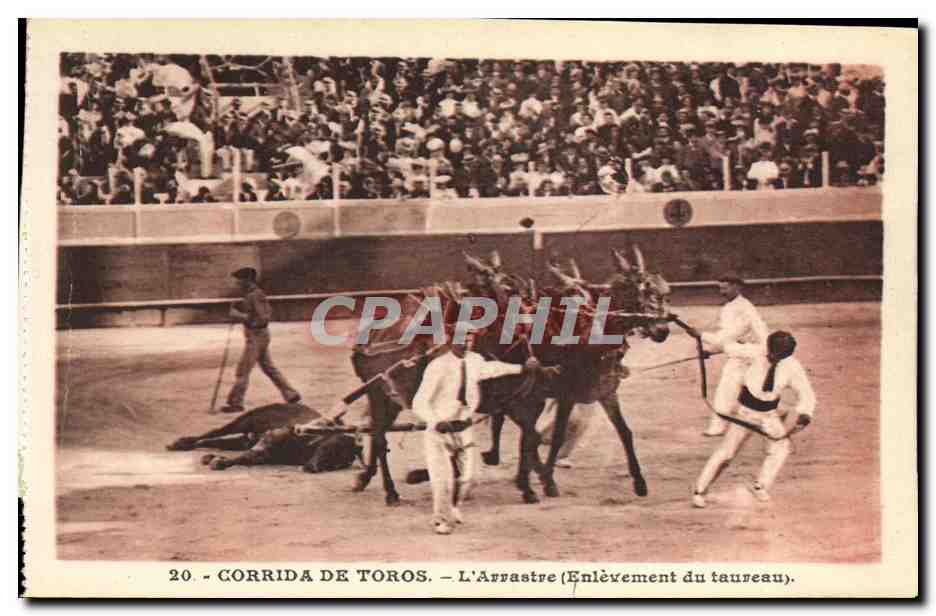 CPA Sport Espagne Corrida Toro Taureau L arrastre enlevement du taureau 