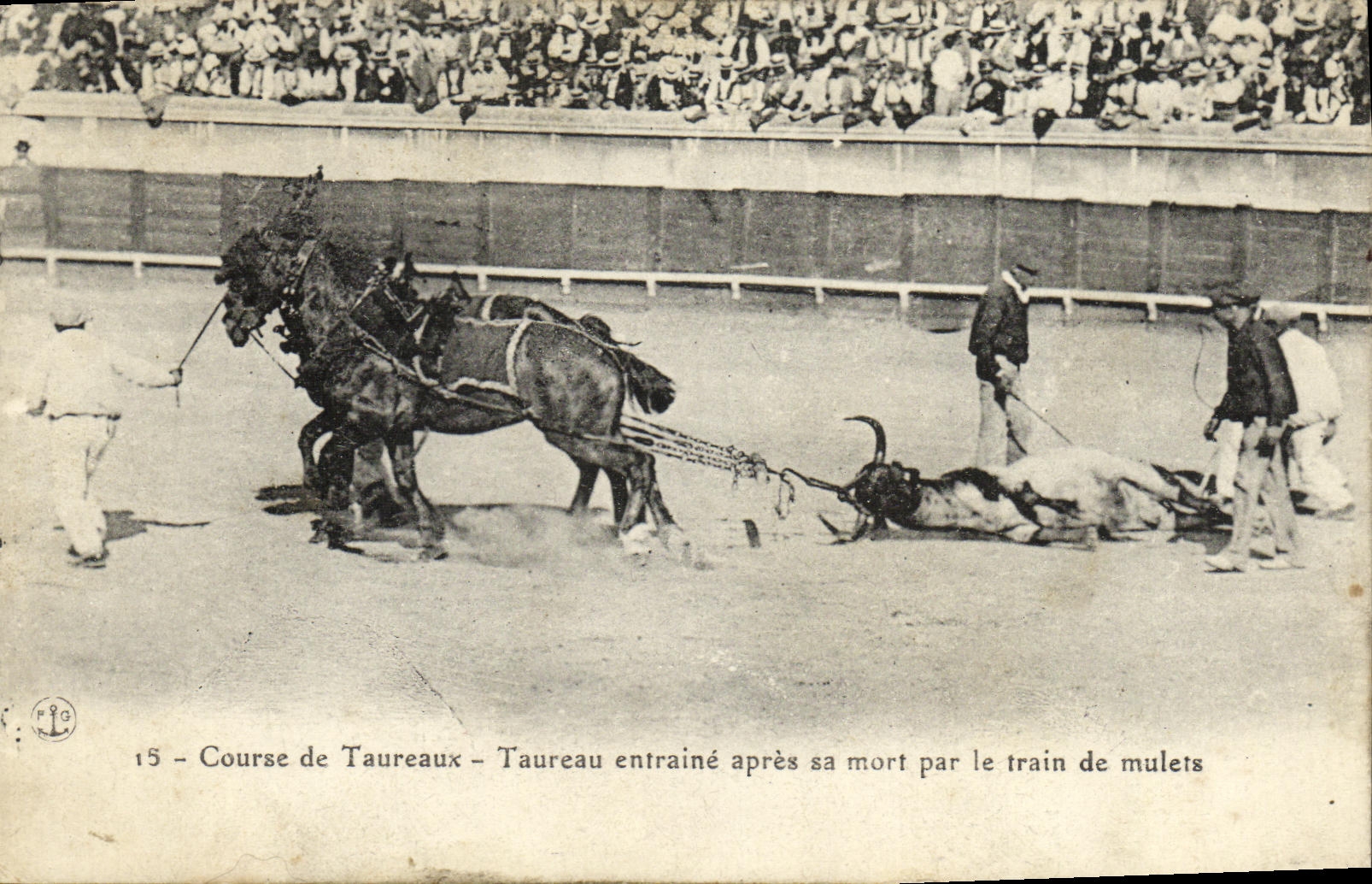 Course de Taureaux — Taureau entraîné après sa mort par le train de mulets — n°15