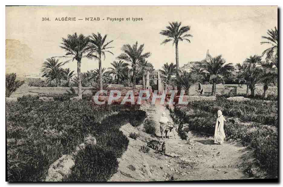 CPA Algerie M Zab Paysage et type 