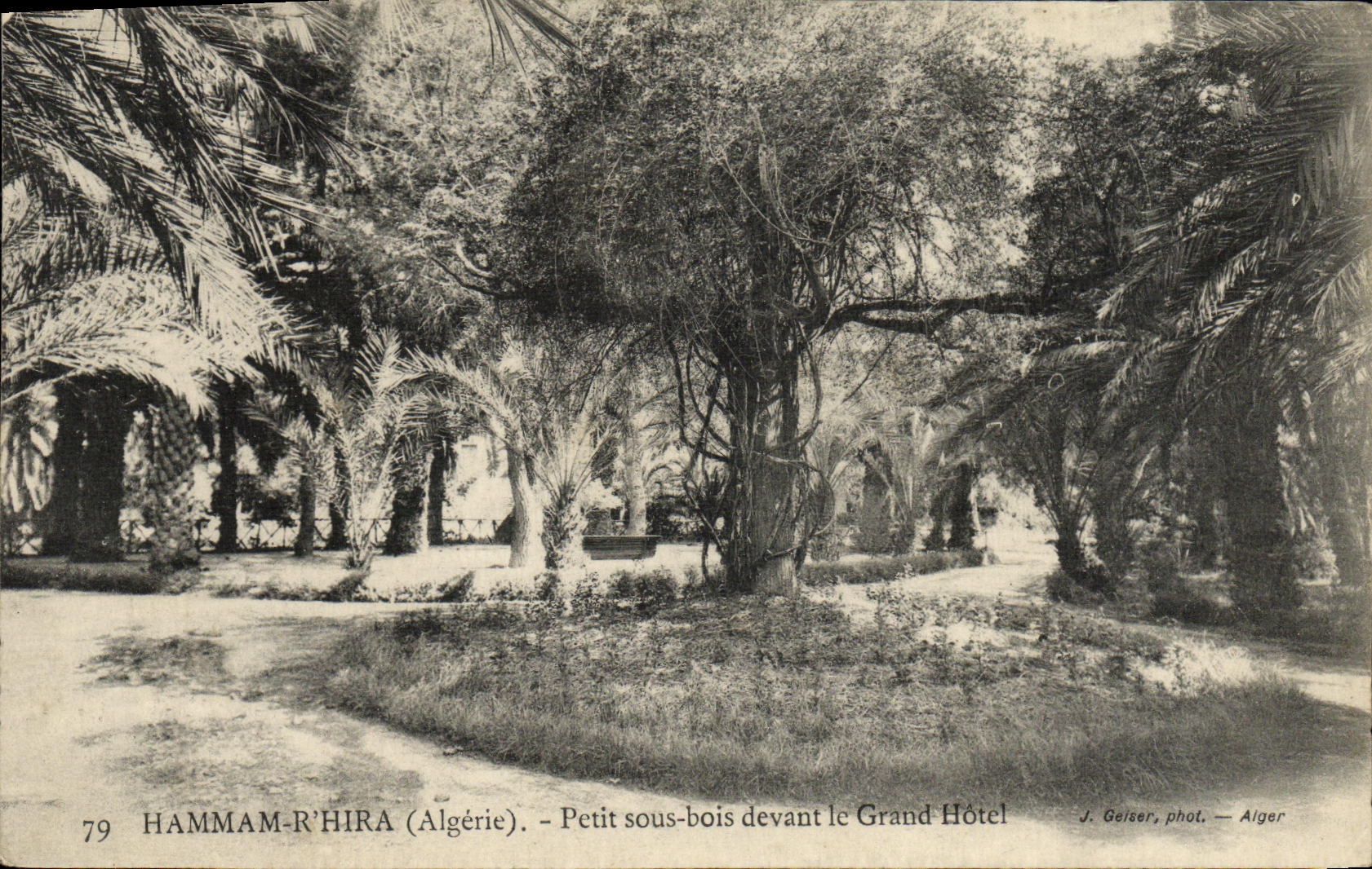 Hammam-R'Hira (Algérie) — Petit sous-bois devant le Grand Hôtel — J. Geiser, phot. — Alger