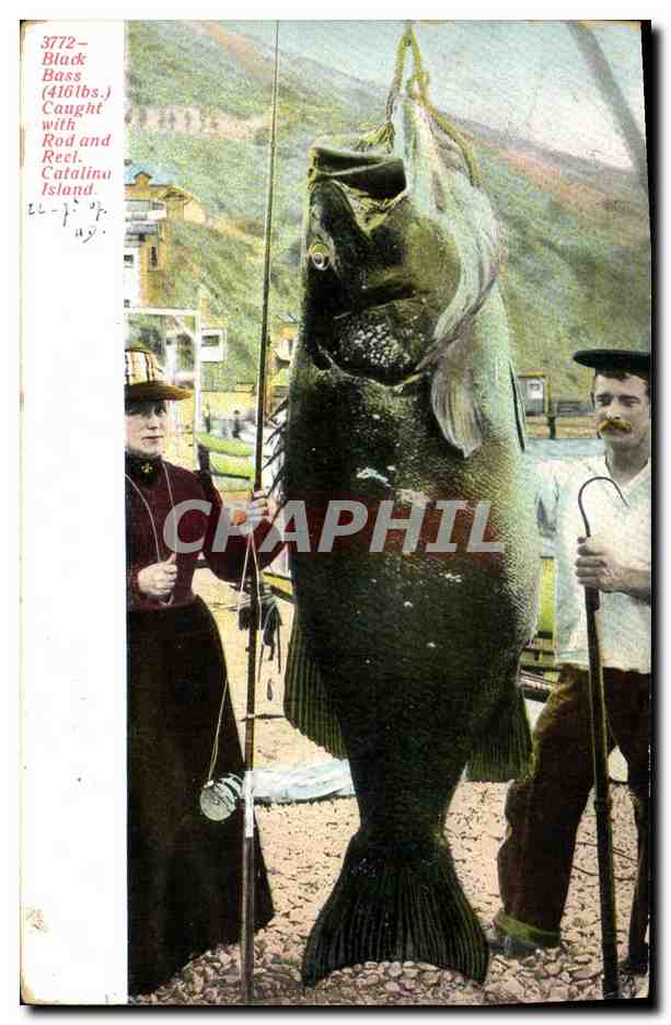 CPA Black Bass caught with rod and reel Catalina island Poisson Peche