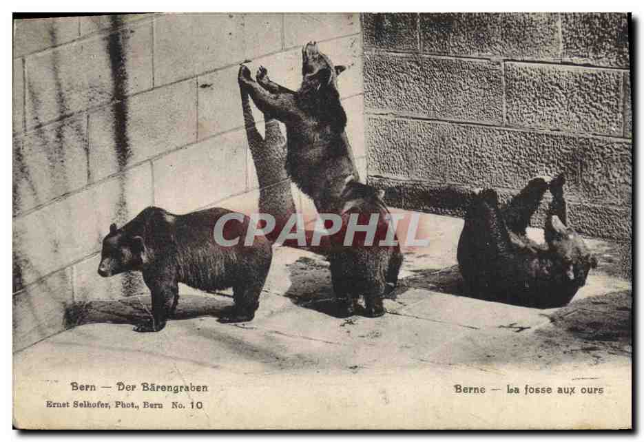 CPA Berne La fosse aux ours 