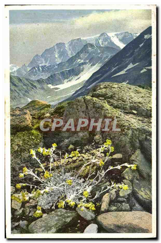 CPA Suisse Artemisia Mutellina Edelraute Walliser Alepn 