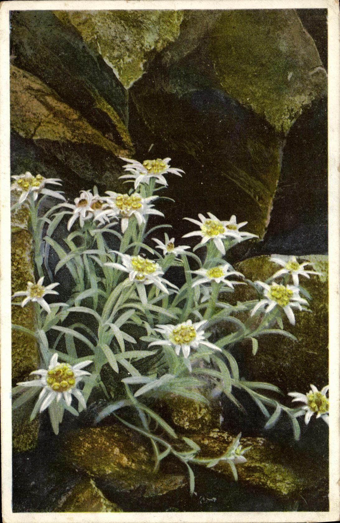CPA Suisse Leontopodium Alpinum 